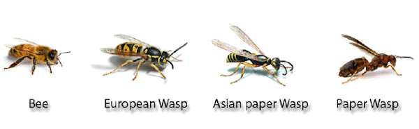 wasps and bees