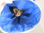 Macho in the tube 10/1