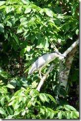 Night heron