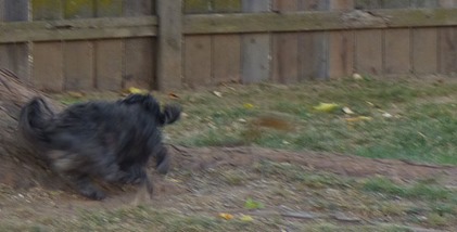 Skruffy running after Squirrel down on the ground