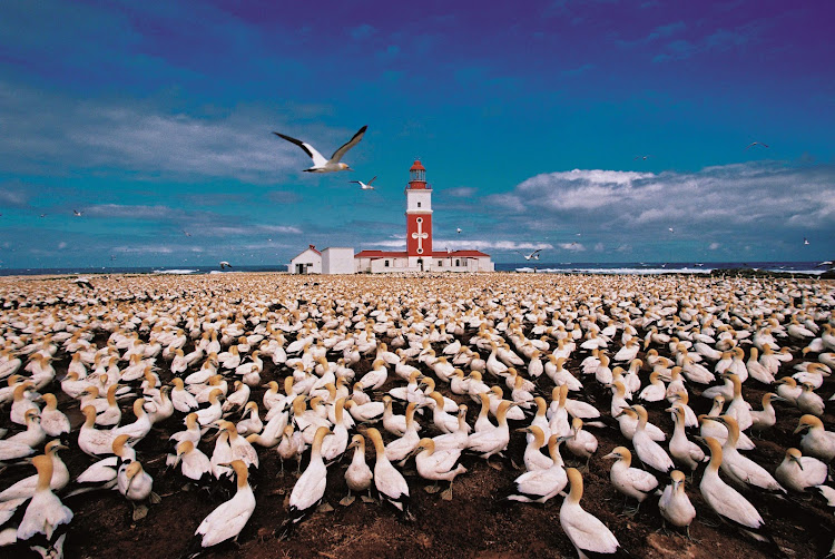 This picture of a Cape Gannet colony and the freshly painted lighthouse on Bird Island was part of a feature piece in Weekend Post. It went on to win Print of the Year in the Fuji Press Photo Awards in 2000