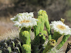 Close-up, saguaro flower 5/29