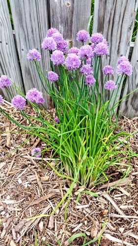 Chives Blooming