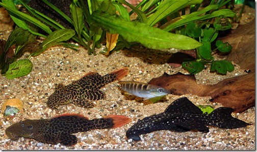 be-ca-canh-leopard_pleco_catybabeo001-be-thuy-sinh