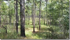 Trees and grass