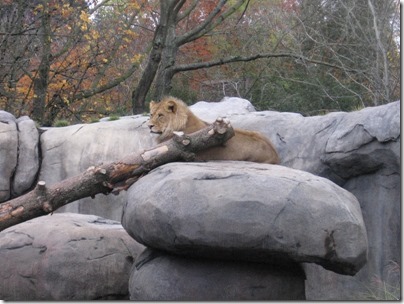 IMG_0352 African Lion at the Oregon Zoo in Portland, Oregon on November 10, 2009