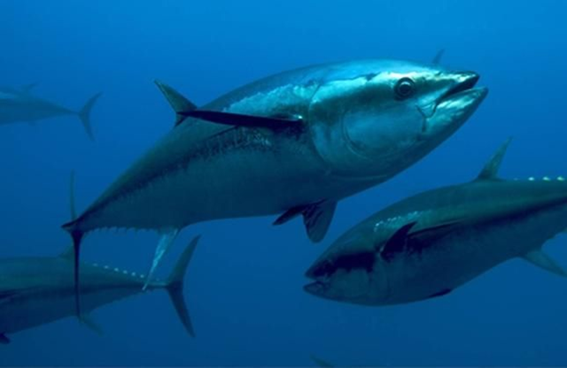 Mediterranean Sea Tuna. Photo: PBS / Elena Grecucci