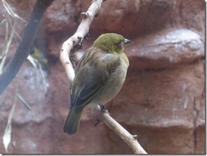 IMG_0416 Weaver Bird at the Oregon Zoo in Portland, Oregon on November 10, 2009