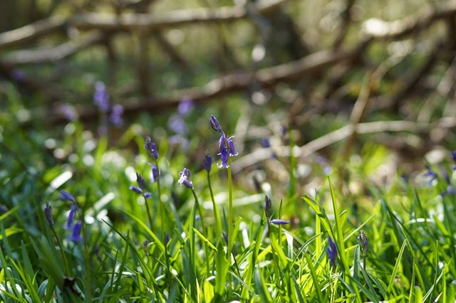 bluebells in the woods in spring