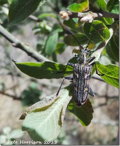 21-Two-banded-Longhorn2