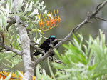 Amethyst sunbird at Honeywood Farms (photo by Clare)