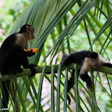 Macacos capuchinhos ou cara branca - Parque Manuel Antônio - Panamá