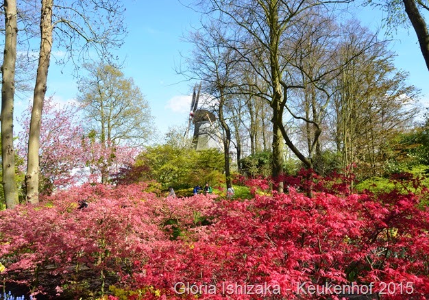 1 .Glória Ishizaka - Keukenhof 2015 - 112