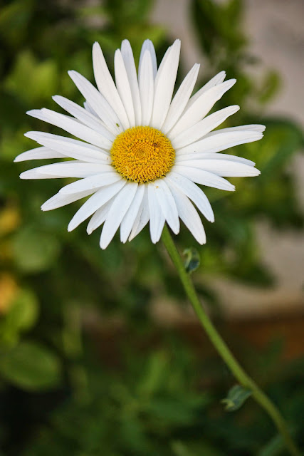 _MG_5172_flor.JPG