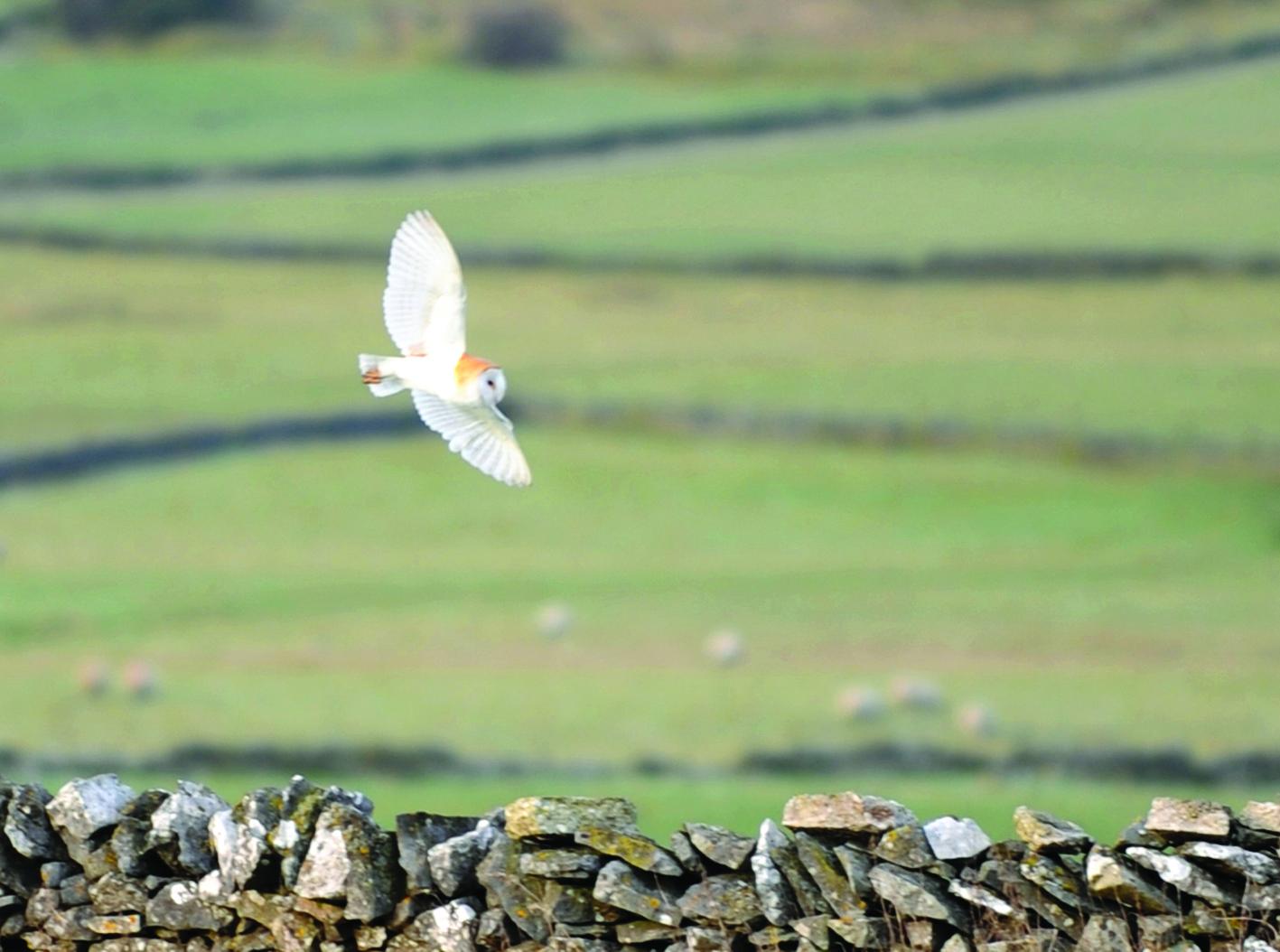 Barn owl in flight: pic John