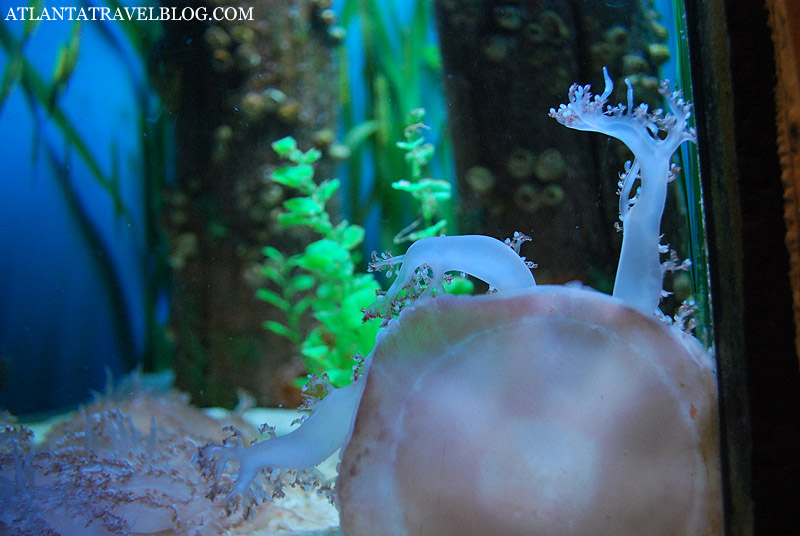 Аквариум в Атланте Georgia Aquarium.