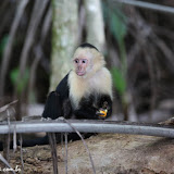 Macacos capuchinhos ou cara branca - Parque Manuel Antônio - Panamá