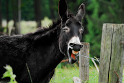 File photo of a donkey.