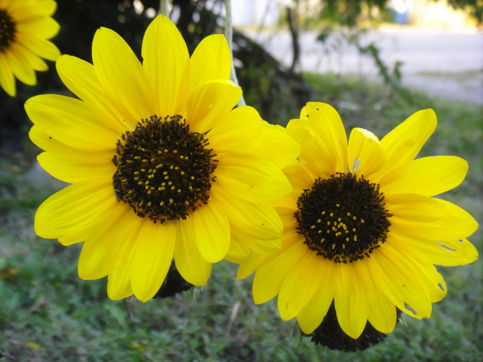 pollen from yellow flowers