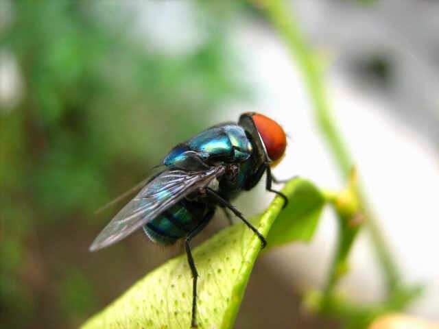 Lalat Hijau