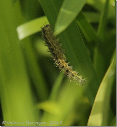 11-small-tortoiseshell-caterpillar