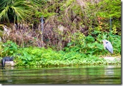 Alligator and great blue heron