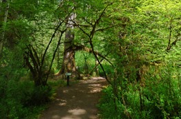 Hoh Rain Forest near Visitor's Center