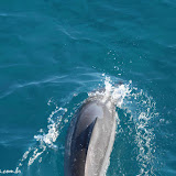 Golfinhos acompanham o barco - Napali Coast -  Kauai, Havaí, EUA