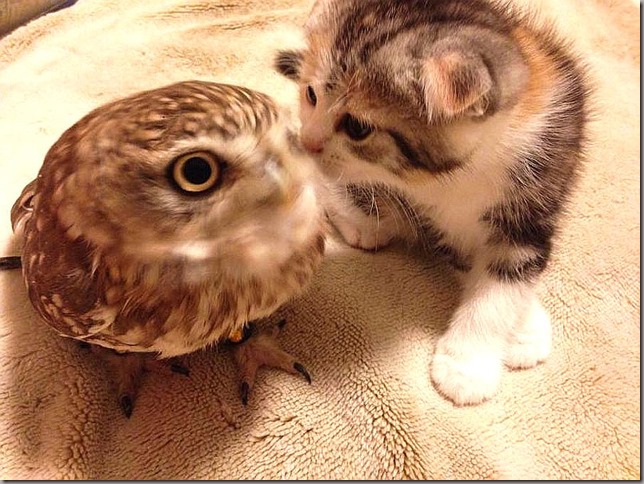 Owlet and kitten friendship (6)