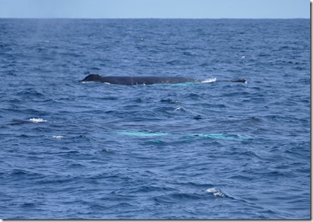 nl_be_mb_humpbacks98