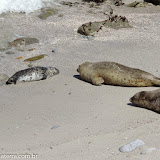 Berçário de focas - Orla de Monterey, Califórnia, EUA