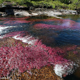 Caño Cristales - La  Macarena, Colômbia