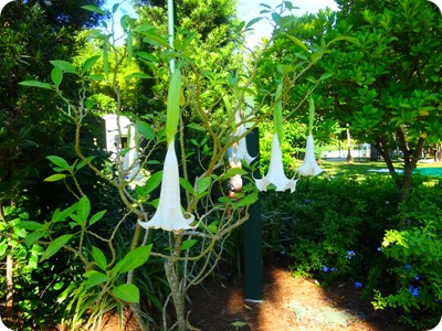 Angel Trumpet