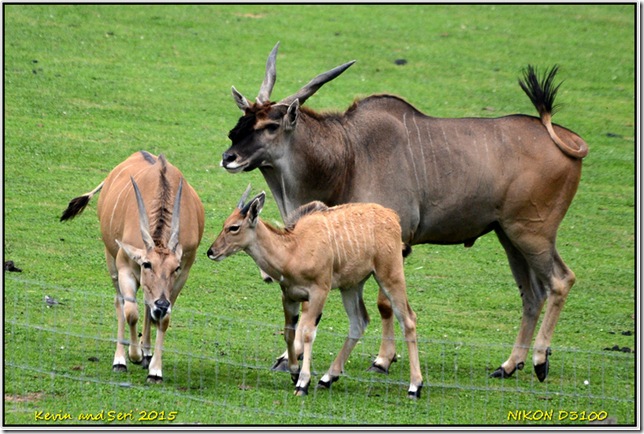 Yorkshire Wildlife Park - August