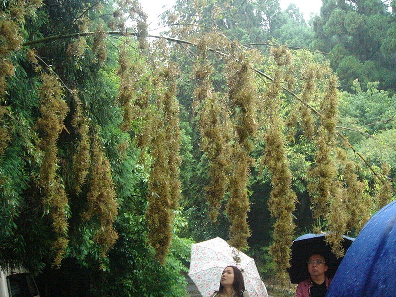 bamboo-flowering-3