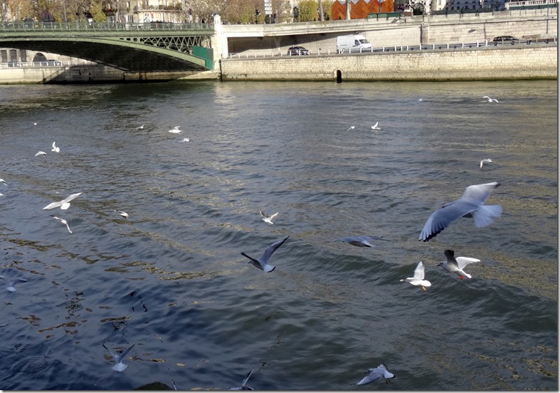 paris terns on the seine 112115 00001