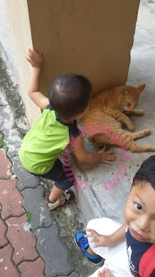 aniq farhan bersama kucing
