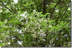 White bell flowers