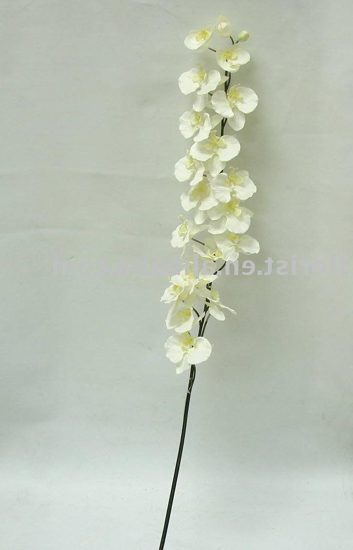 52 Lg. Phalaenopsis Orchid