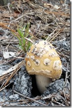 Mushroom breaking out