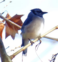 Young Blue Jay