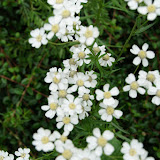 Bloemenpracht (ondanks de kou). Bloemenpracht (ondanks de kou).