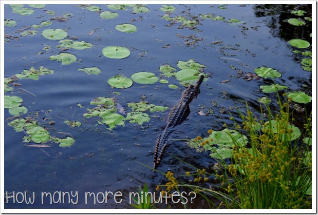 Kununurra: Crocs & a Jabiru | How Many More Minutes?