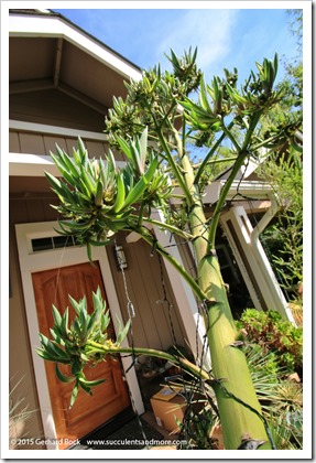 150713_Agave_desmettiana_variegata_002