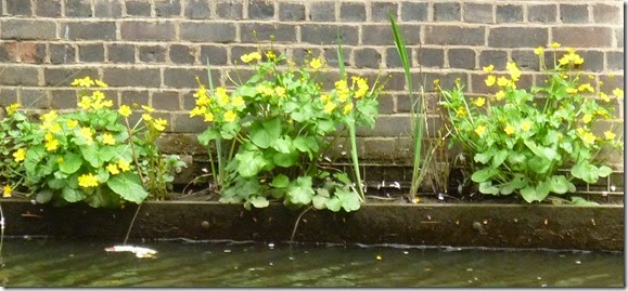 6 marsh marigolds glowing in the canyon