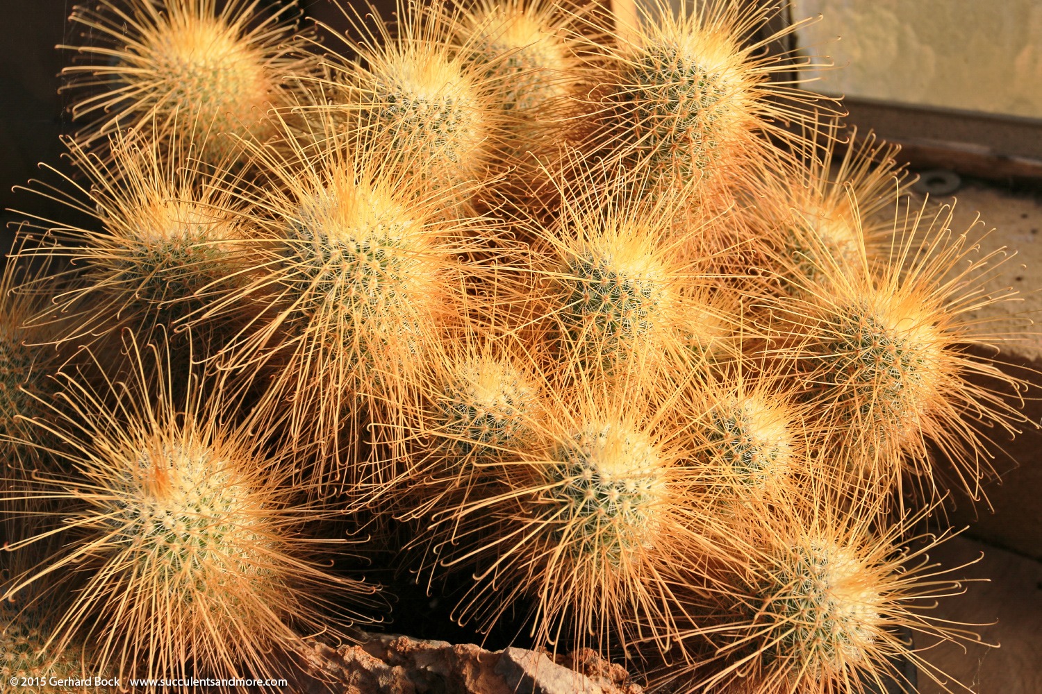 [141227_Huntington_0414_Mammillaria-magnifica%255B2%255D.jpg]