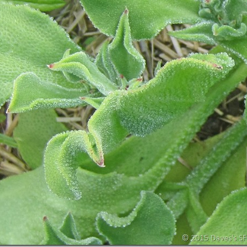 Dave S Square Foot Garden Crystalline Ice Plant