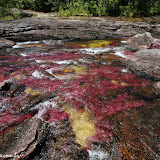 Clavigera macarena e rochas dão o colorido incrível  ao Caño Cristales - La  Macarena, Colômbia