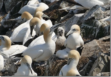 nl_argentia_cape_st_marys_babychick