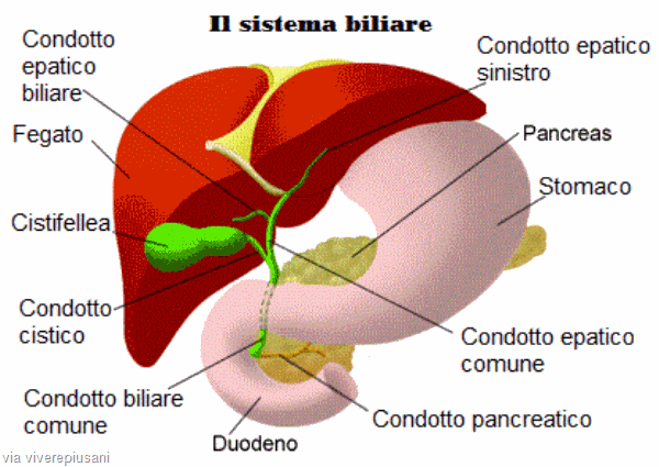 viverepiusani